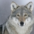 Wallstreet Wolf of