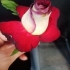 Mm F